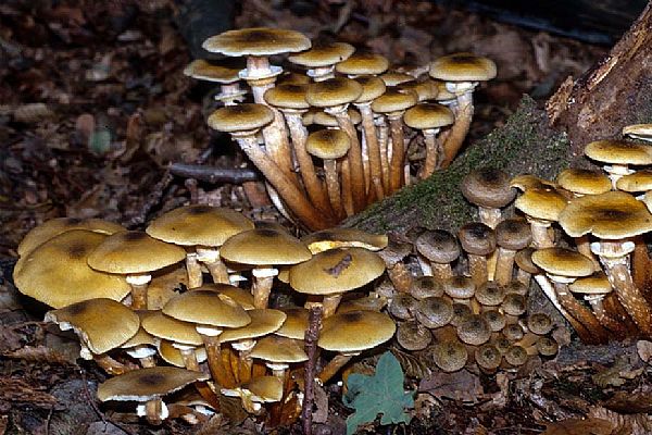 webG_Natura\funghi\01.jpg