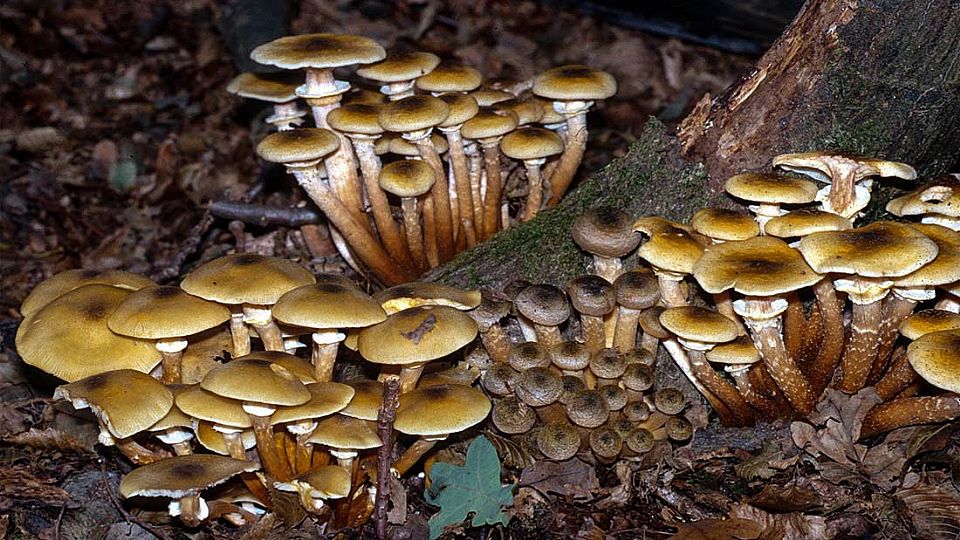 iUser_3\webG_Natura\funghi\01.jpg