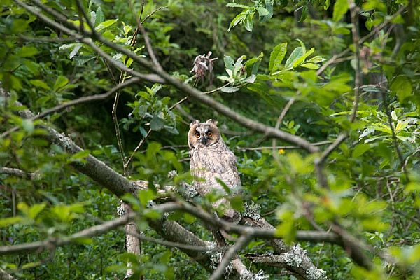 iUser_3\webG_Natura\uccelli\001.jpg