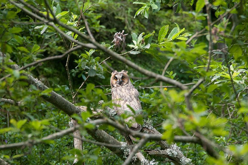 iUser_3\webG_Natura\uccelli\001.jpg